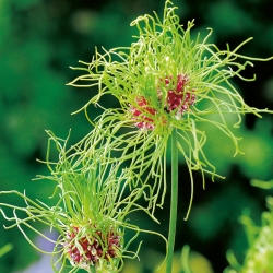 Wild garlic Hair – fuzzy flowers – large pack! – 50 pcs; onion grass, crow garlic, stag's garlic