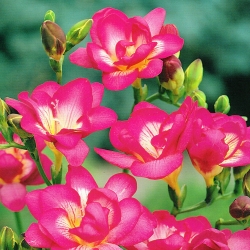 Фрезія подвійний рожевий - 10 цибулин - Freesia