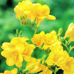 Freesia Double Yellow - 10 kvetinové cibule