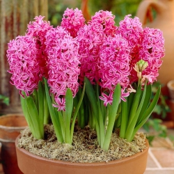 Hyacinthus Pink Pearl - Hyacinth Pink Pearl - 3 bulbs -  Hyacinthus orientalis 