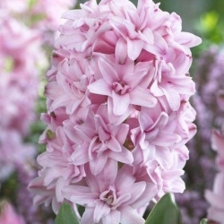 Hyacinthus Double Prince Of Love - Hyacinth Double Prince Of Love - 3 bebawang