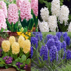 Hyacinth - izbor barv - velik paket! - 30 kosov - 