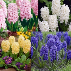 Hyacinth - farvevalg - stor pakke! - 30 stk.