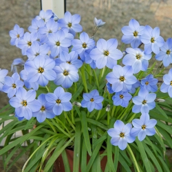 Ipheion Rolf Fiedler - Floarea de primăvară de primăvară Rolf Fiedler - 10 becuri - Ipheion uniflorum