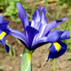 Irissläktet (Iris × hollandica) - Saphire Beauty - paket med 10 stycken