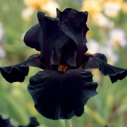 Iris germanica Black Night - цибулина / бульба / корінь