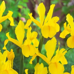 Iris-slægten (Iris × hollandica) - Golden Harvest - pakke med 10 stk