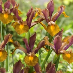 アイリスhollandicaライオンキング -  10球根 - Iris × hollandica