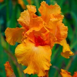 Iris germanica Portocaliu - bulb / tuber / rădăcină