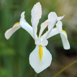 Ирис холандски Бял Екселсиор - 10 луковици - Iris × hollandica