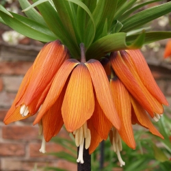 Kejserkrone - Appelsin - Fritillaria imperialis