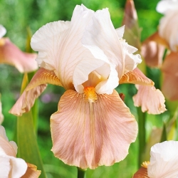 دامنهای جشنواره Iris germanica - bulb / tuber / root