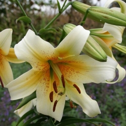 Tree Lily Lilium Mister Cas - bulb / tuber / root