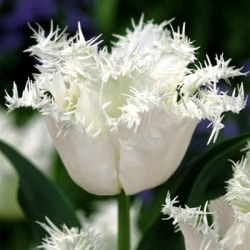Tulipa Swan Wings - pacote de 5 peças