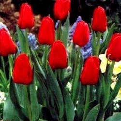 Tulipa Nizozemsko - Tulip Nizozemsko - 5 květinové cibule - Tulipa Hollandia