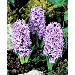 Amethyst hyacinth - 3 pcs. -  Hyacinthus orientalis