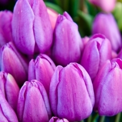 السحر الخزامى الخزامى - 5 قطع - Tulipa Magic Lavender