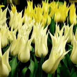 Tulipa Sapporo - Tulip Sapporo - 5 bulbs