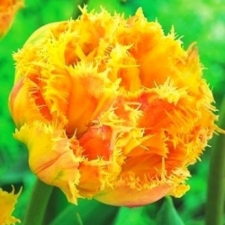 Есприте дупли тулипан (цриспа) - 5 ком - Tulipa Esprite