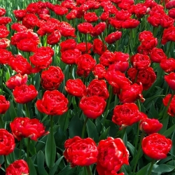 Tulipa Miranda - Tulip Miranda - 5 kvetinové cibule