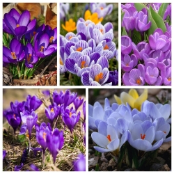 Крокусы - набор синих и пурпурно-цветочных сортов - 200 шт. - 