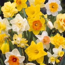 نرجس ميكس - مزيج النرجس البري - 5 لمبات - Narcissus