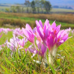 Colchicum The Giant - Autumn Meadow Saffron The Giant - bulb / tuber / root