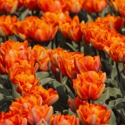 Tulppaanit Orange Princess - paketti 5 kpl - Tulipa Orange Princess