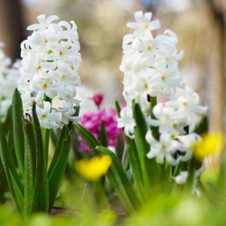 Hyacinthus Aiolos - Hyacinth Aiolos - 3 bulbs