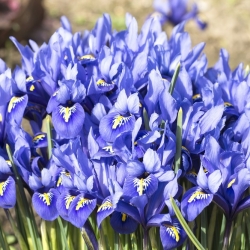 아이리스 식물성 하모니 - 10 구근 - Iris reticulata