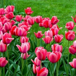 Tulpės Van Eijk - pakuotėje yra 5 vnt - Tulipa Van Eijk