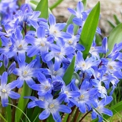 Chionodoxa forbesi blue - Glory of Snow forbesi blue - 10 बल्ब - 