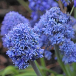 Muscari Blue Spike - Nho Hyacinth Blue Spike - 10 củ