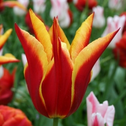 Tulipa Aladdin - Tulip Aladdin - 5 bulbs