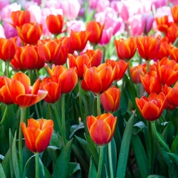 Tulipa Anno Schilder - Tulip Anno Schilder - 5 củ - Tulipa Annie Schilder