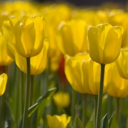 Tulipa Yellow - Tulip Yellow - 5 lampu