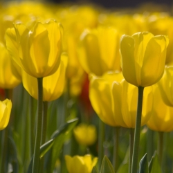 Tulip Yellow - paquete grande! - 50 pcs - 