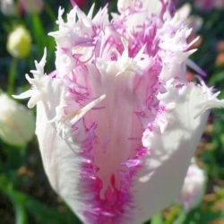Tulipa Aria Card - Tulip Aria Card - 5 bulbs