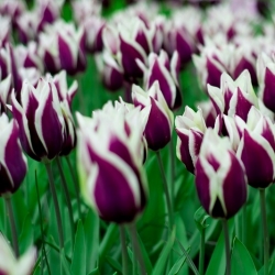 Tulipaner Chansonette - pakke med 5 stk - Tulipa Chansonette