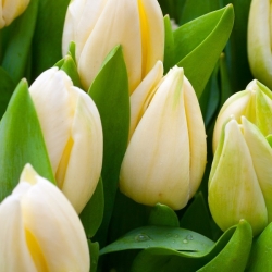 توليبا ليمون جاينت - توليب ليمون جاينت - 5 لمبات - Tulipa Lemon Giant
