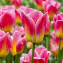Tulipa Match - Tulip Match - 5 หลอด