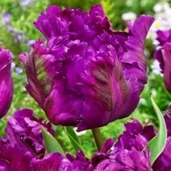 توليبدا بولد باروت - توليب بولد باروت - 5 لمبات - Tulipa Negrita Parrot