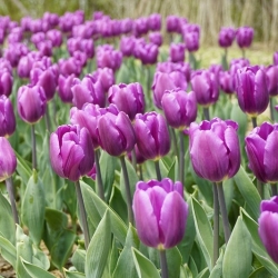 Tulipa Bold - Tulip Bold - 5 květinové cibule - Tulipa Negrita