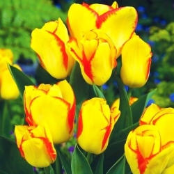 郁金香爆发 - 郁金香爆发 -  5个洋葱 - Tulipa Outbreak