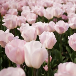 Tulipa Rejoyce - Tulip Rejoyce - 5 củ