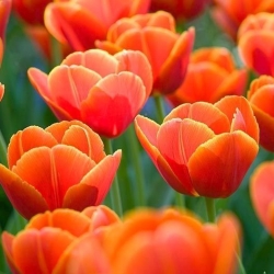 Тюльпан Verandi - пакет из 5 штук - Tulipa Verandi