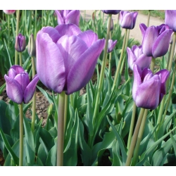 Tulipa Blue Aimable - Tulip Blue Aimable - 5 bulbs