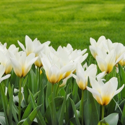Tulipa Concerto - paquete de 5 piezas