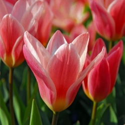 Tulipa Fashion - 튤립 패션 - 5 알뿌리