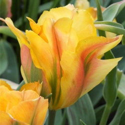 هنرمند Tulipa Golden - Tulip Golden Artist - 5 لامپ - Tulipa Golden Artist